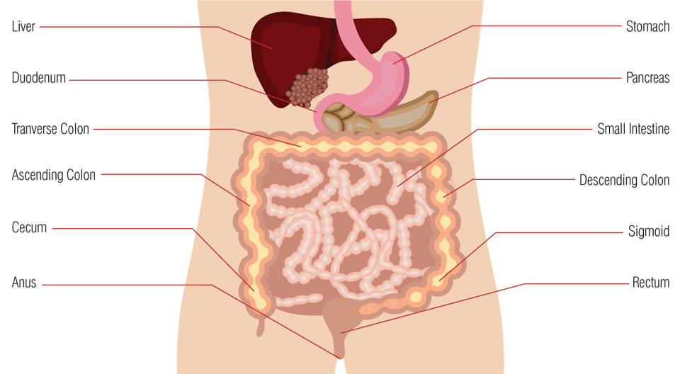 IBS internal organs diagram